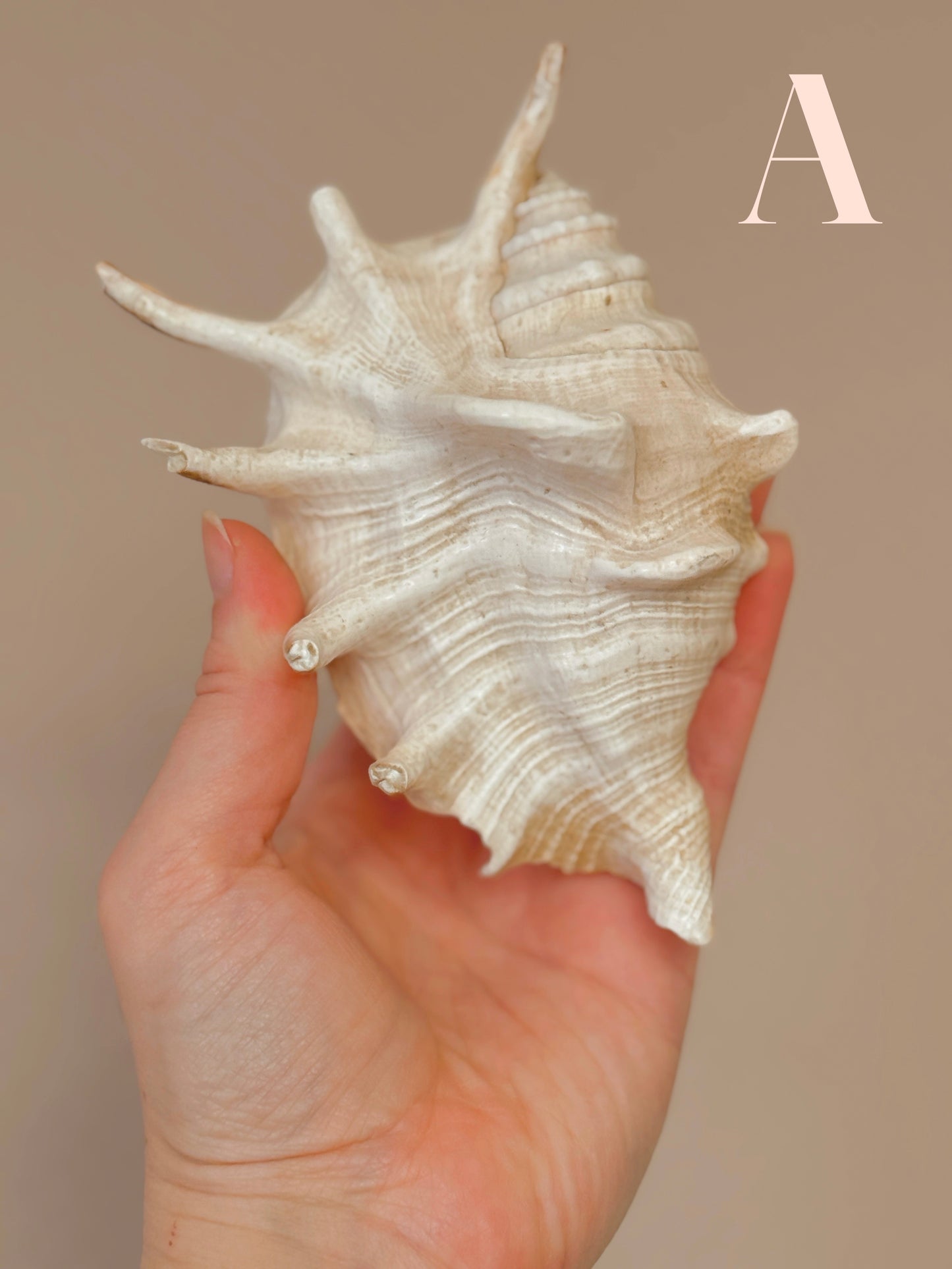 Vintage Shells