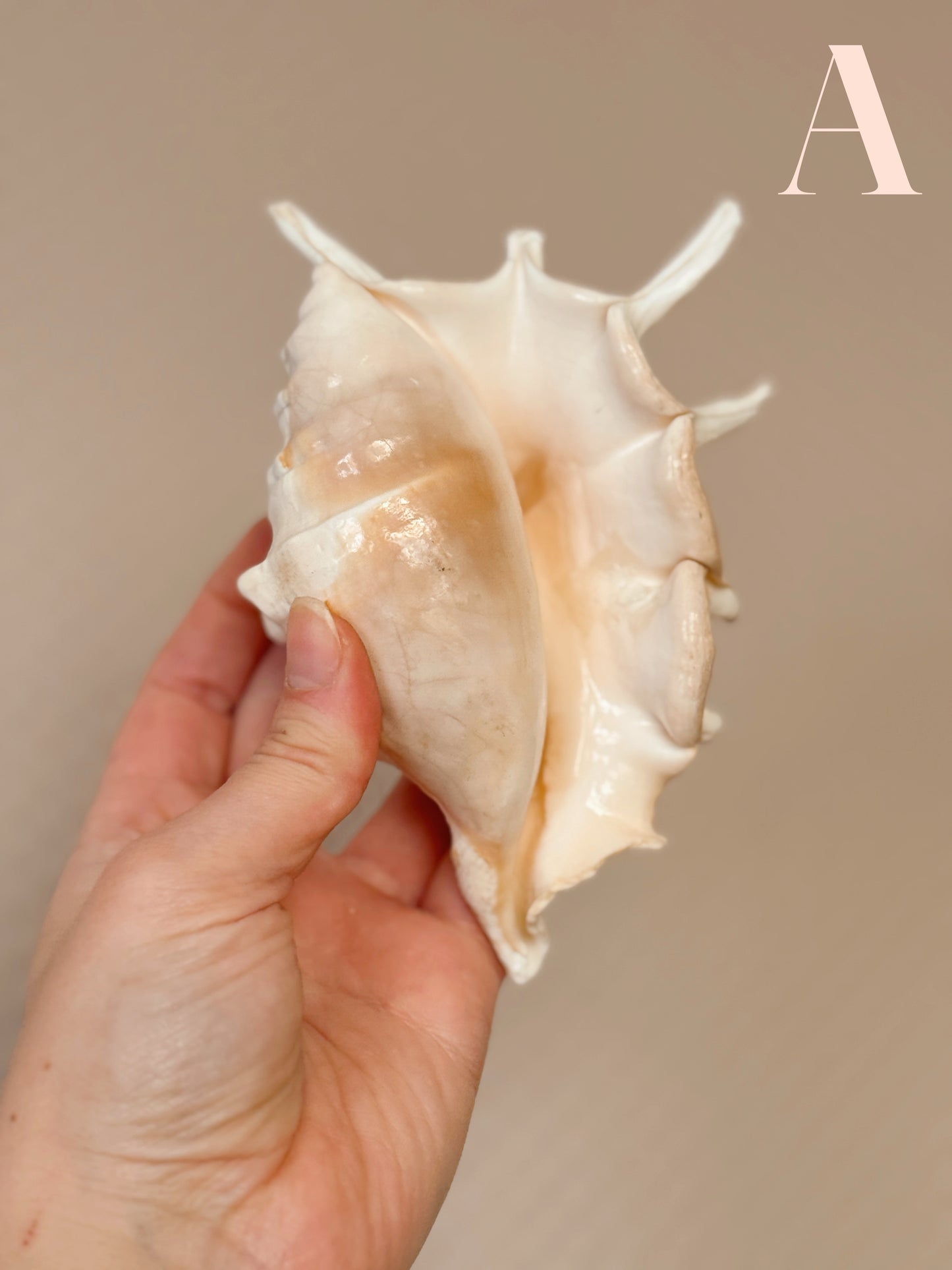 Vintage Shells