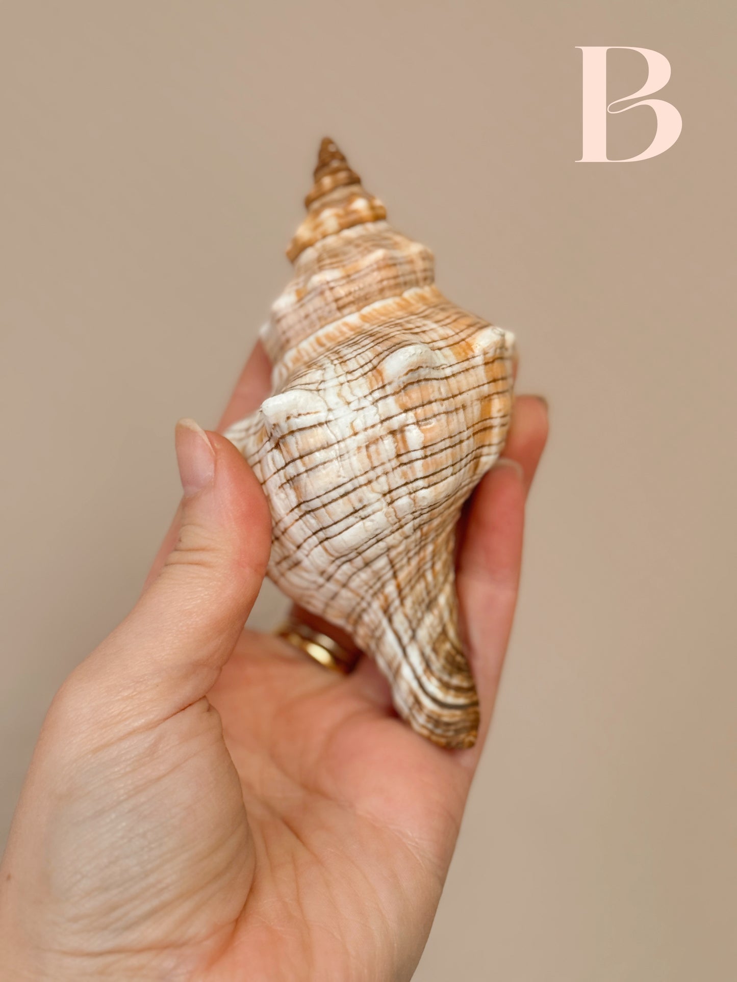 Vintage Shells