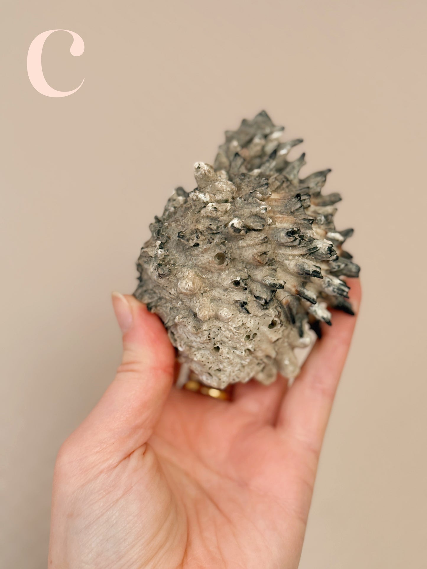 Vintage Shells