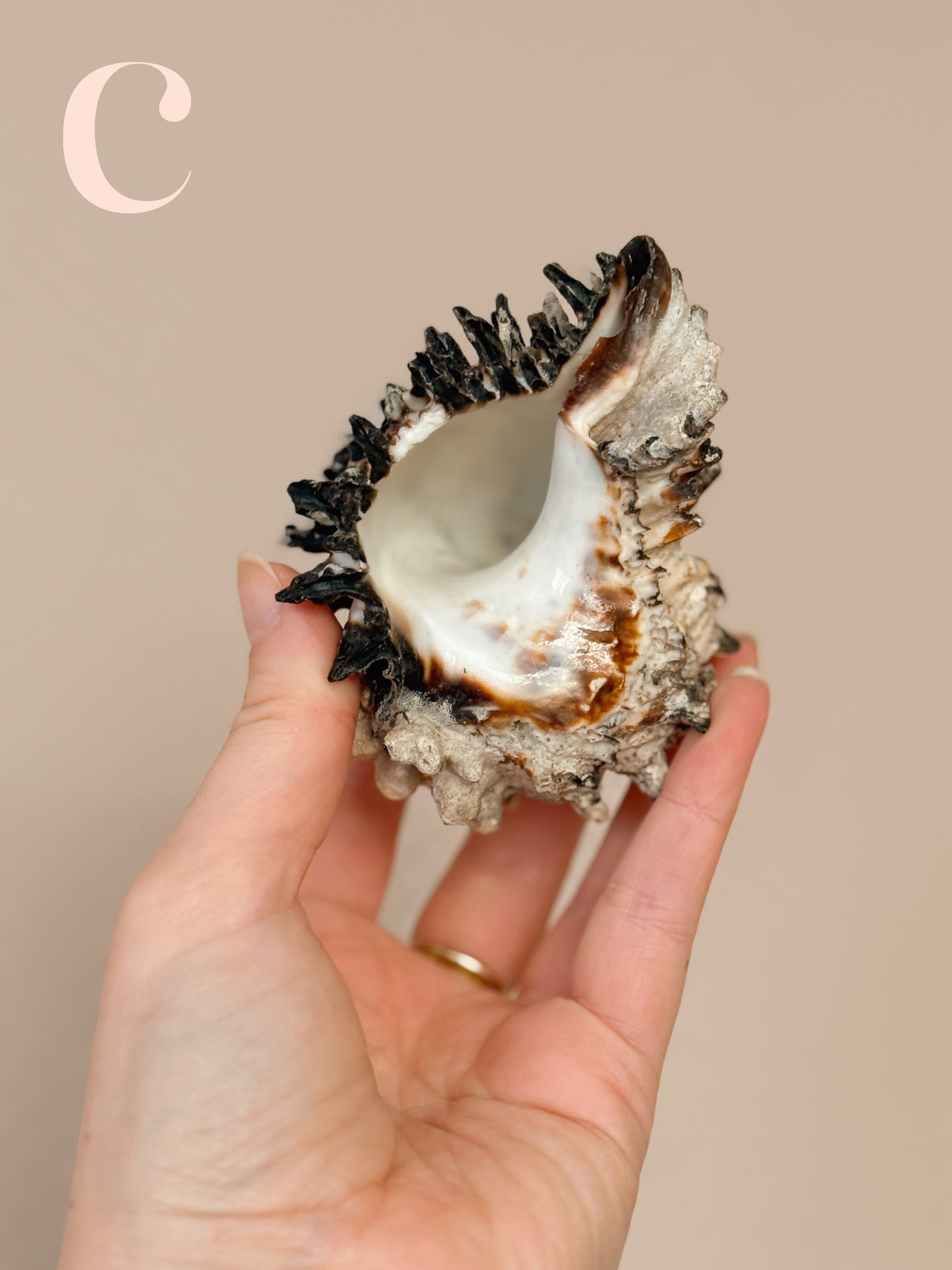 Vintage Shells