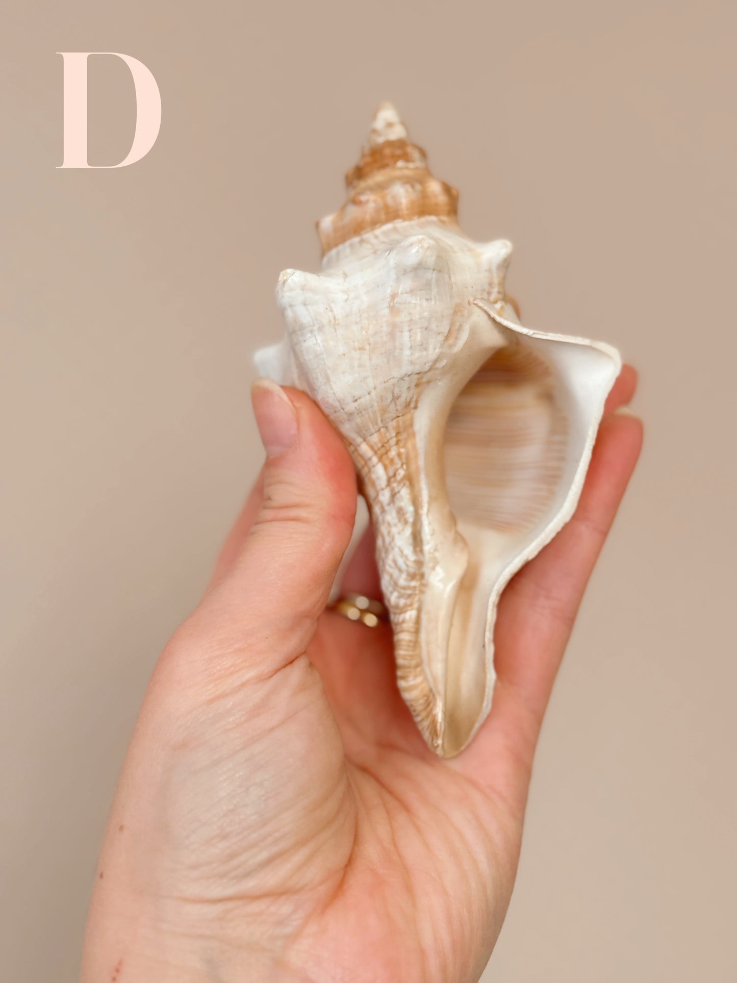 Vintage Shells