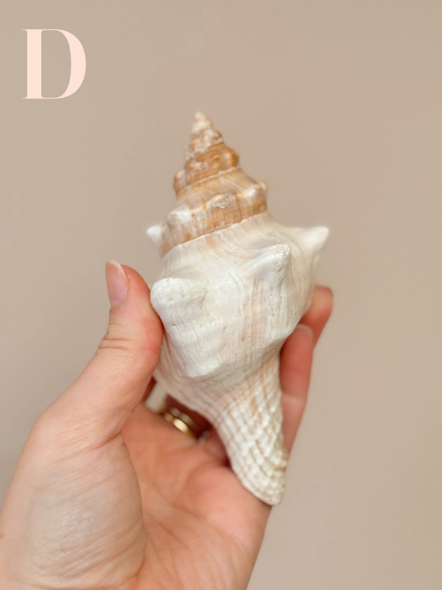 Vintage Shells