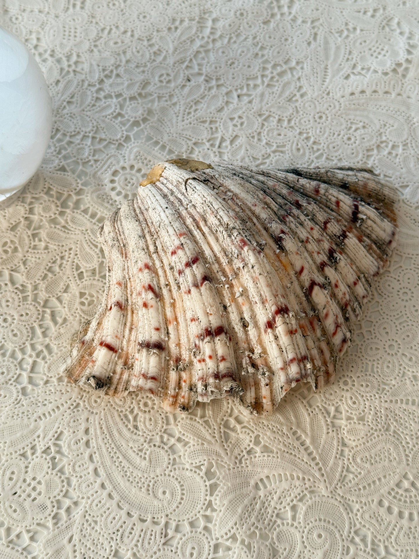 Vintage Clam Shell No.2