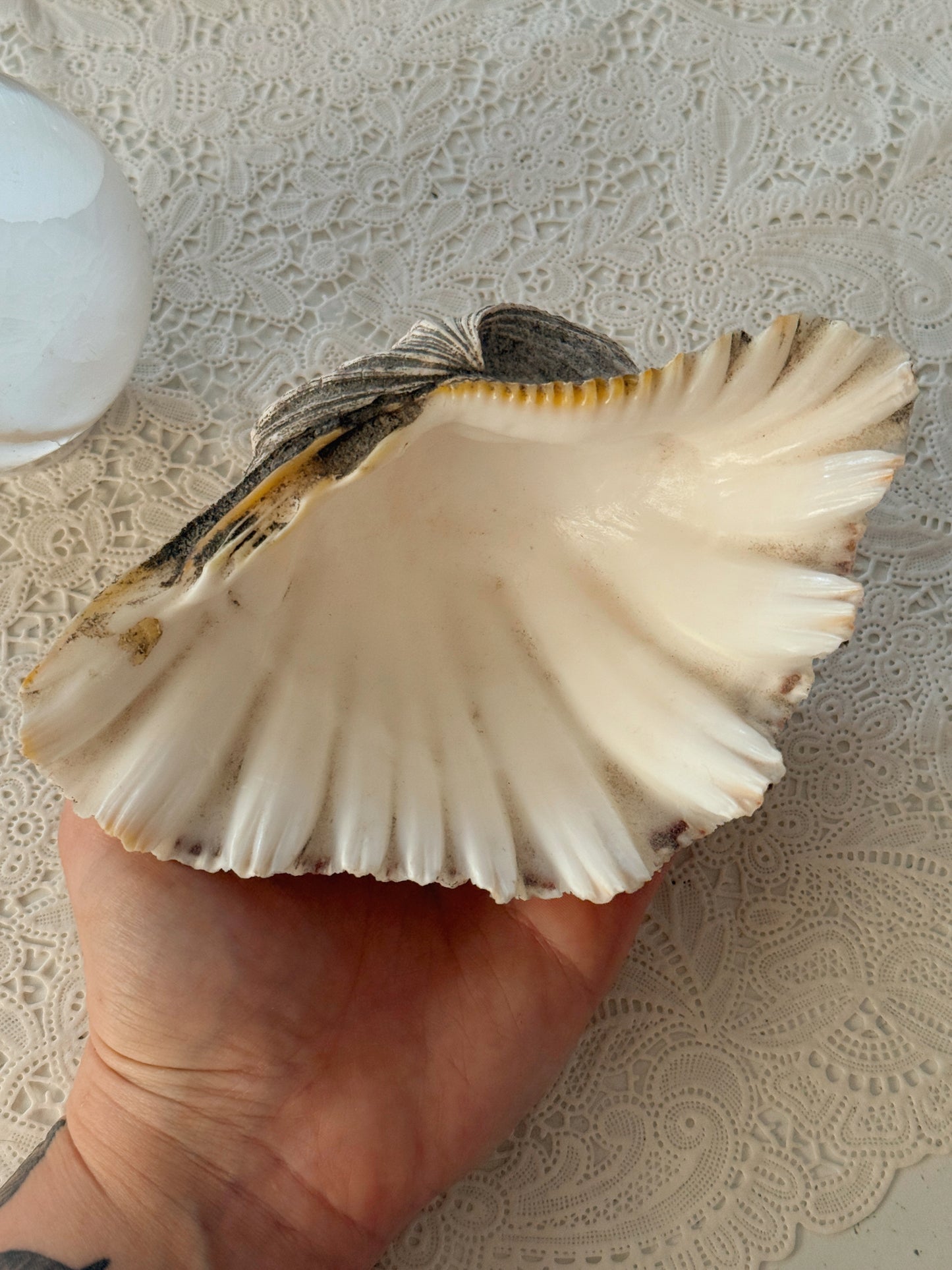Vintage Clam Shell No.2