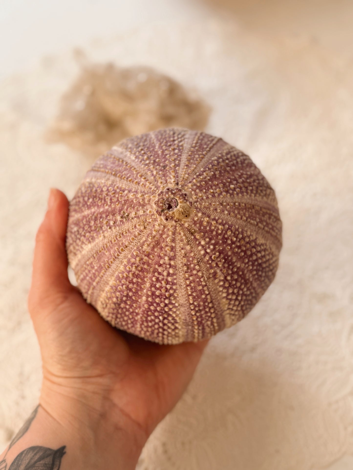 Purple Sea Urchin Shell
