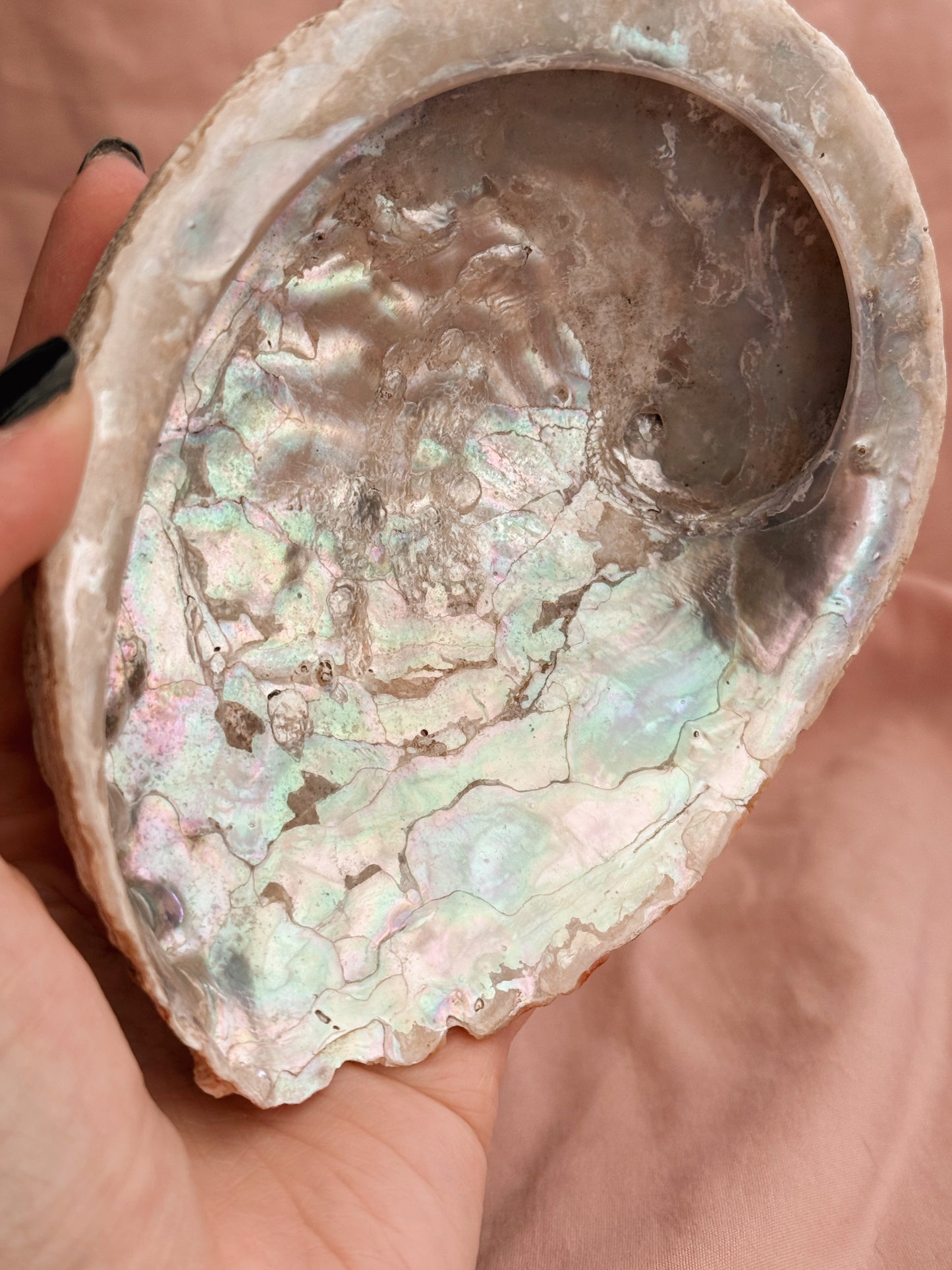 Vintage Abalone Shell