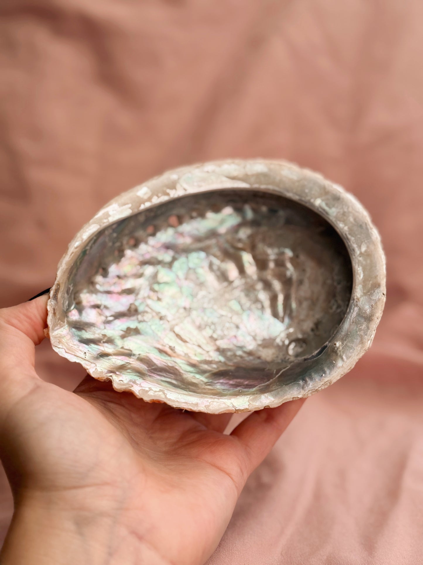 Vintage Abalone Shell