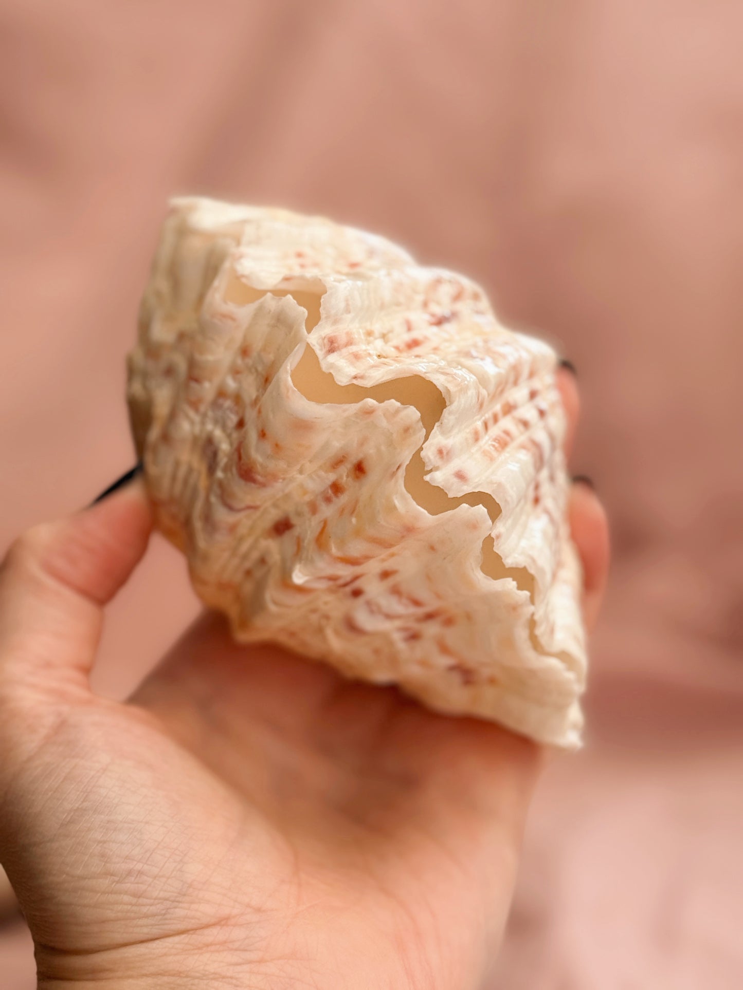 Vintage Clam Shell