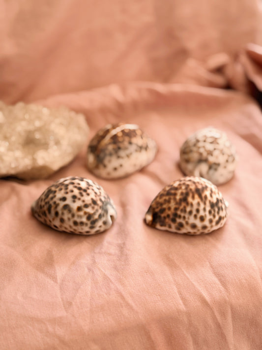 Vintage Cowrie Shells