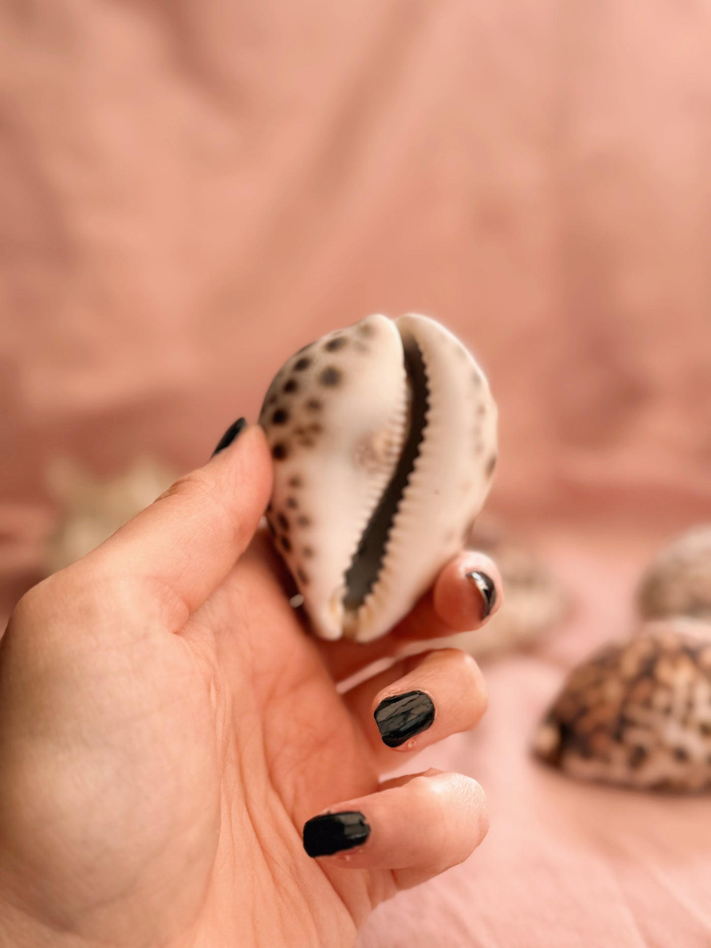 Vintage Cowrie Shells