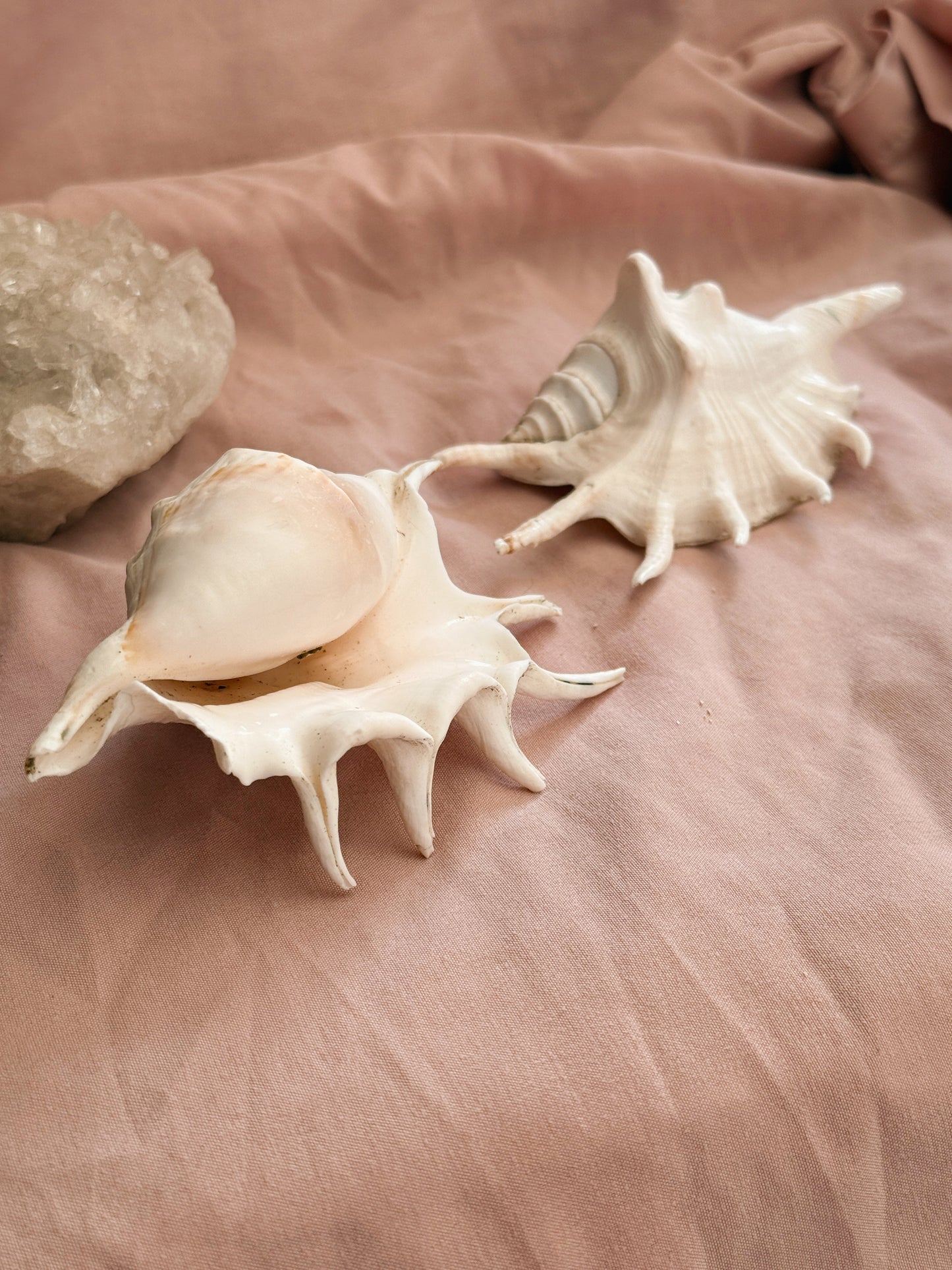 Vintage Spider Conch Shell