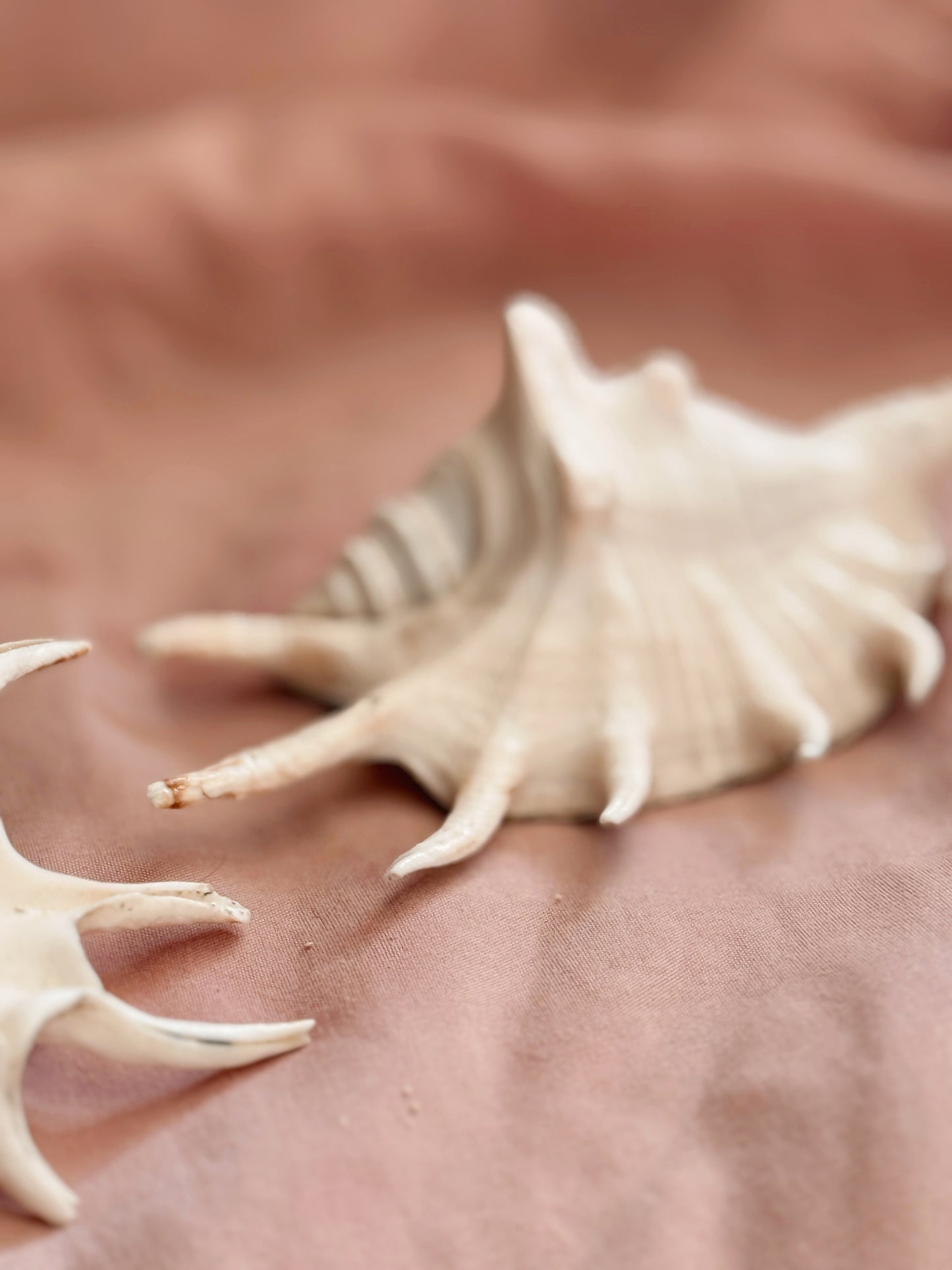 Vintage Spider Conch Shell