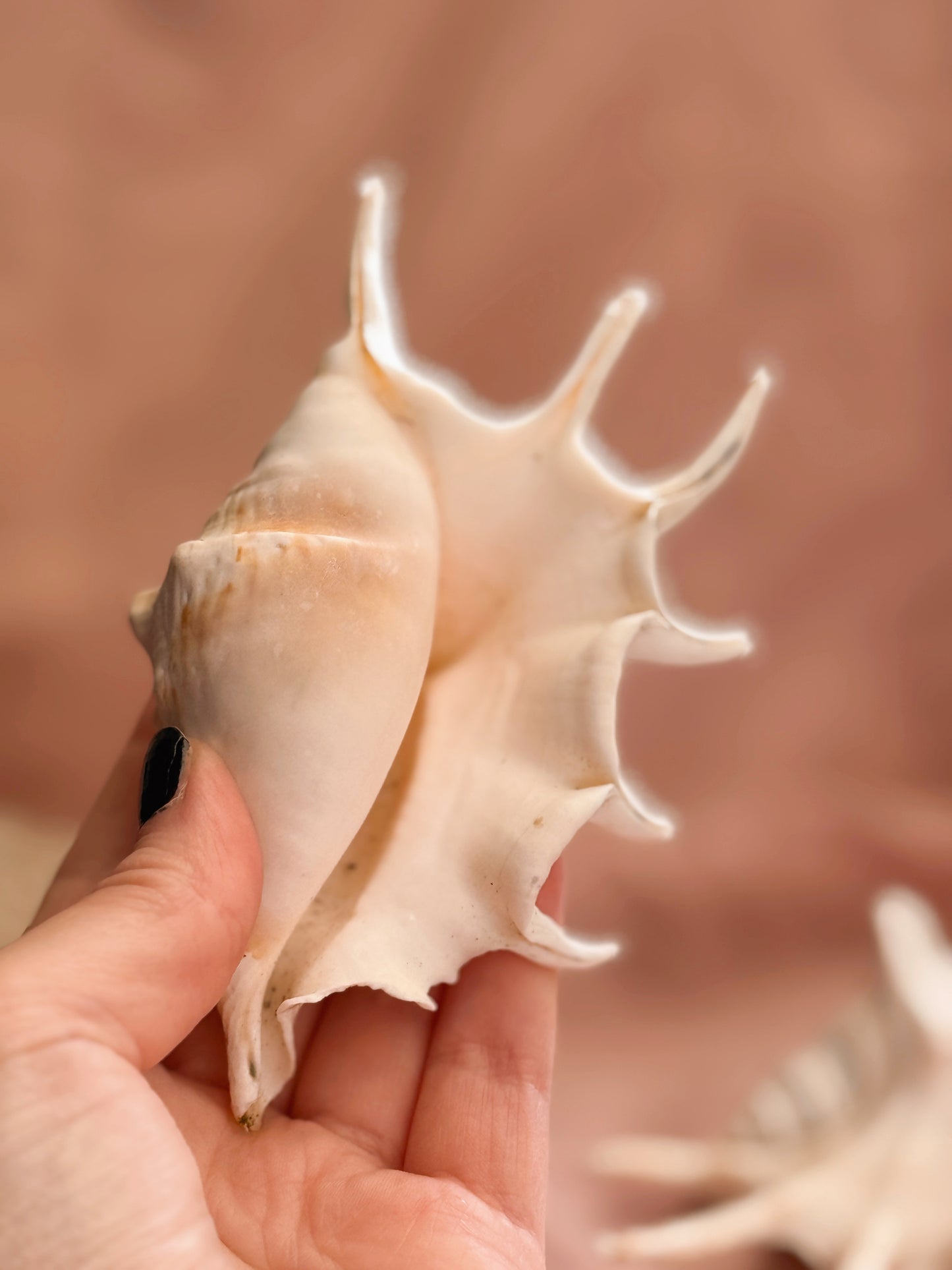 Vintage Spider Conch Shell