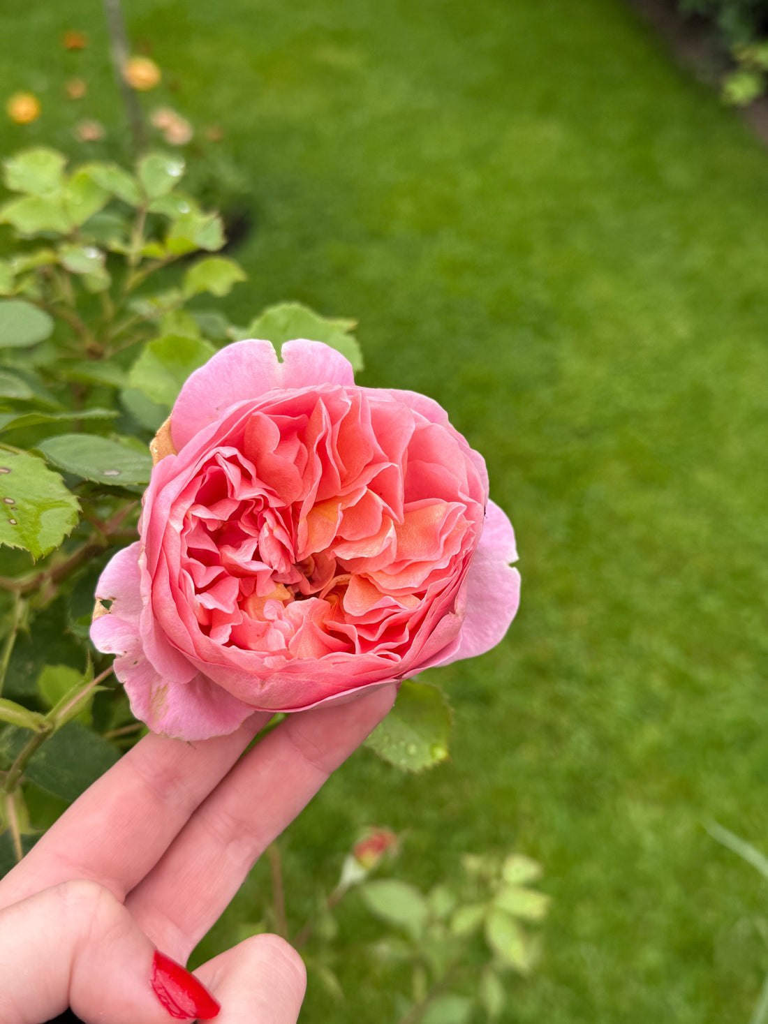 Venus Day Herbs For Love Magic