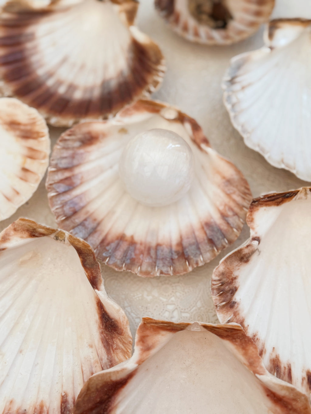 Scallop Shells