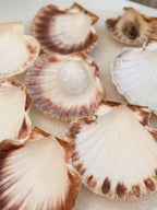 Scallop Shells