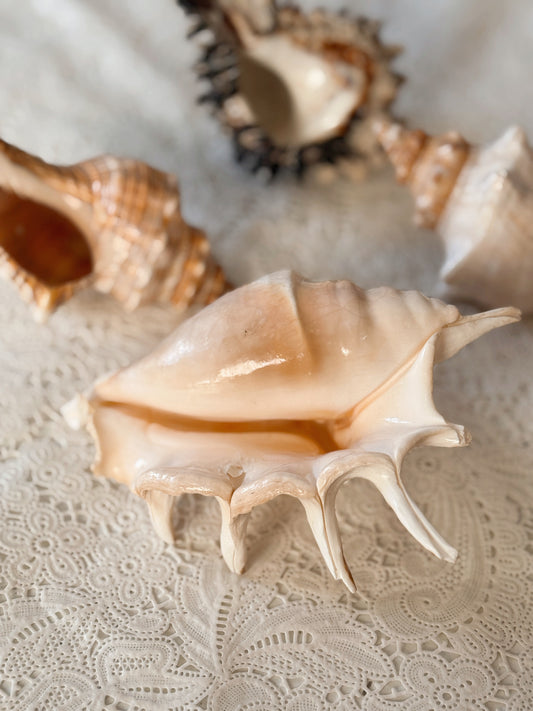 Vintage Shells