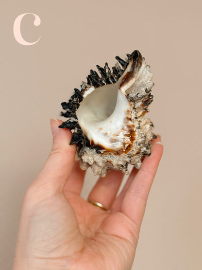 Vintage Shells