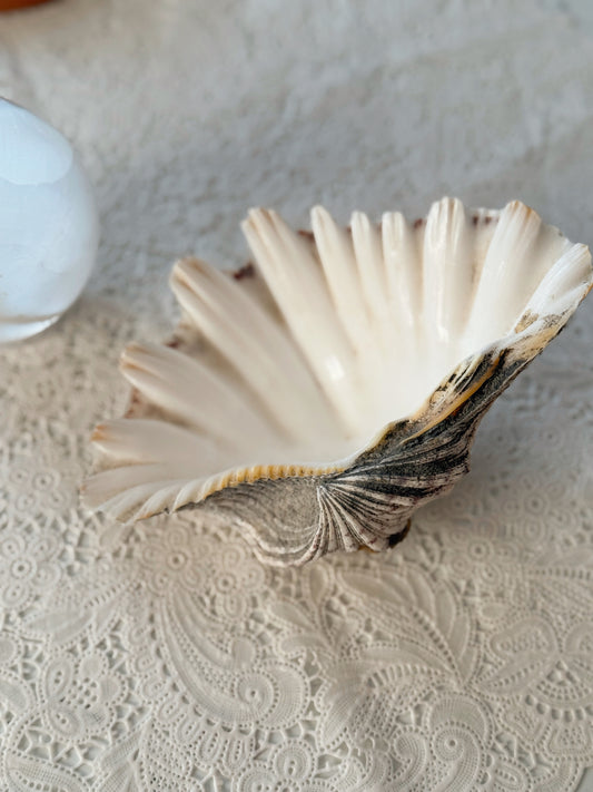 Vintage Clam Shell