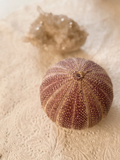 Purple Sea Urchin Shell
