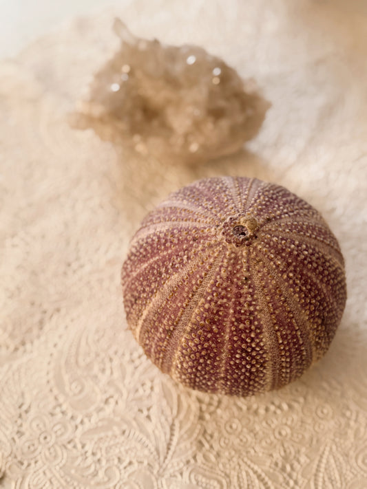 Purple Sea Urchin Shell