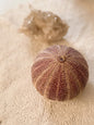 Purple Sea Urchin Shell
