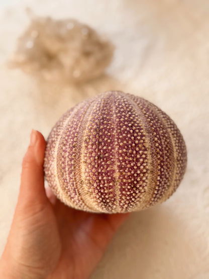 Purple Sea Urchin Shell