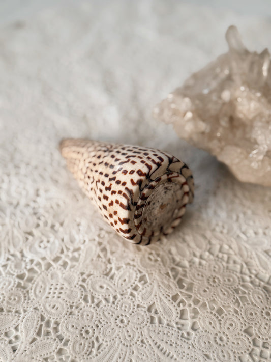 Betuline Cone Shell