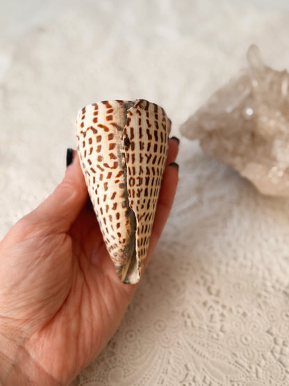 Betuline Cone Shell