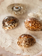 Cowrie Shells
