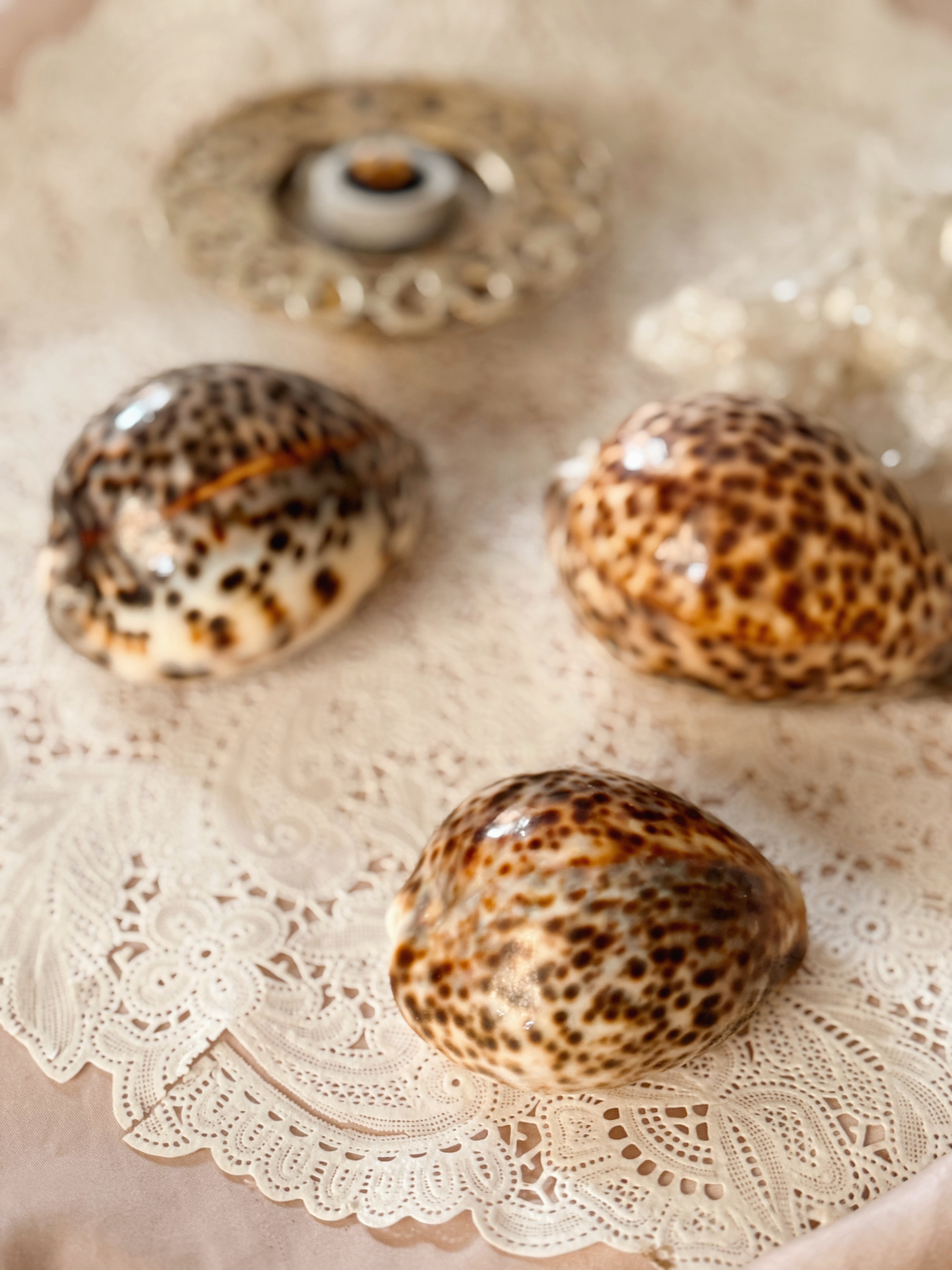 Cowrie Shells