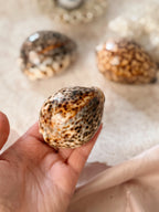 Cowrie Shells
