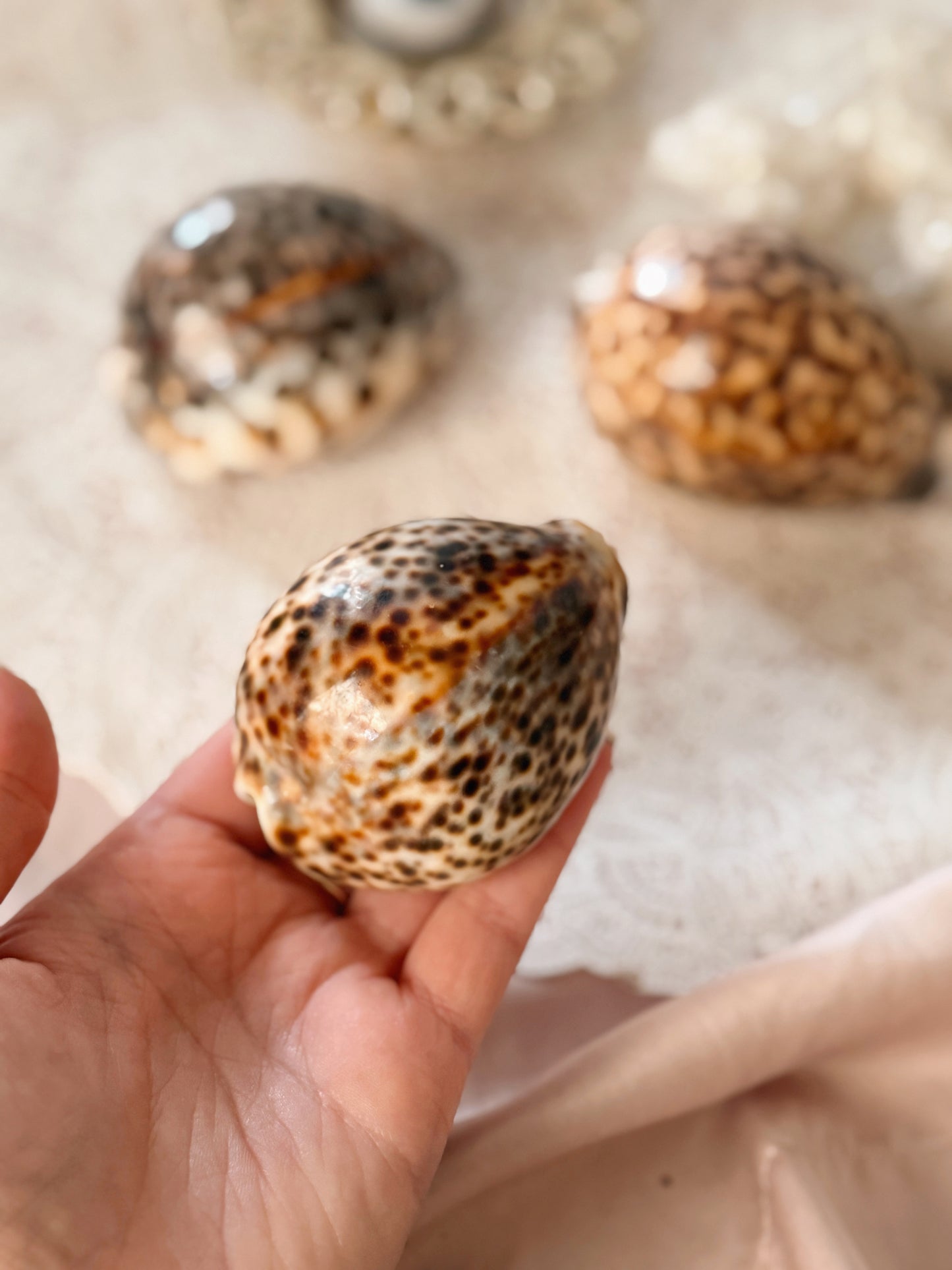 Cowrie Shells