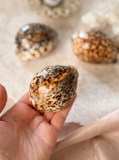 Cowrie Shells
