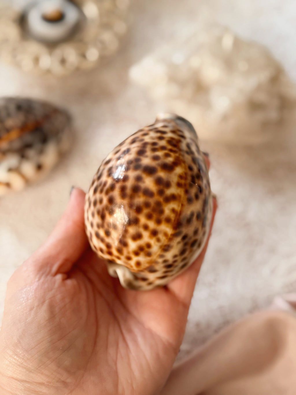 Cowrie Shells
