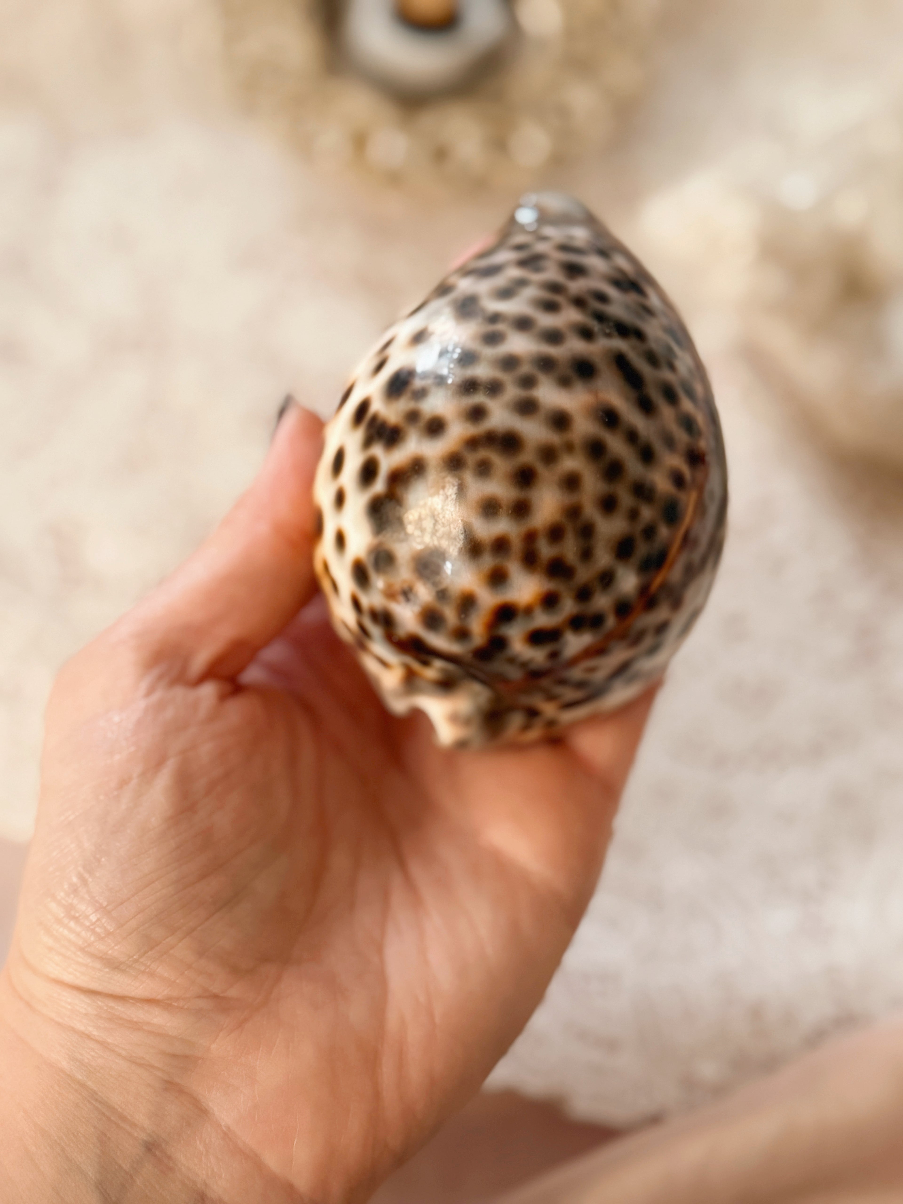 Cowrie Shells