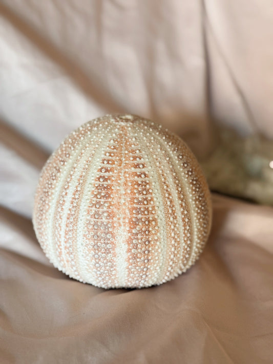 Vintage Sea Urchin Shell (UK ONLY)