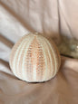 Vintage Sea Urchin Shell (UK ONLY)