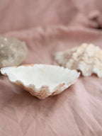 Vintage Clam Shell