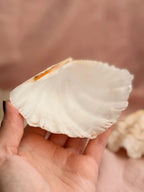 Vintage Clam Shell