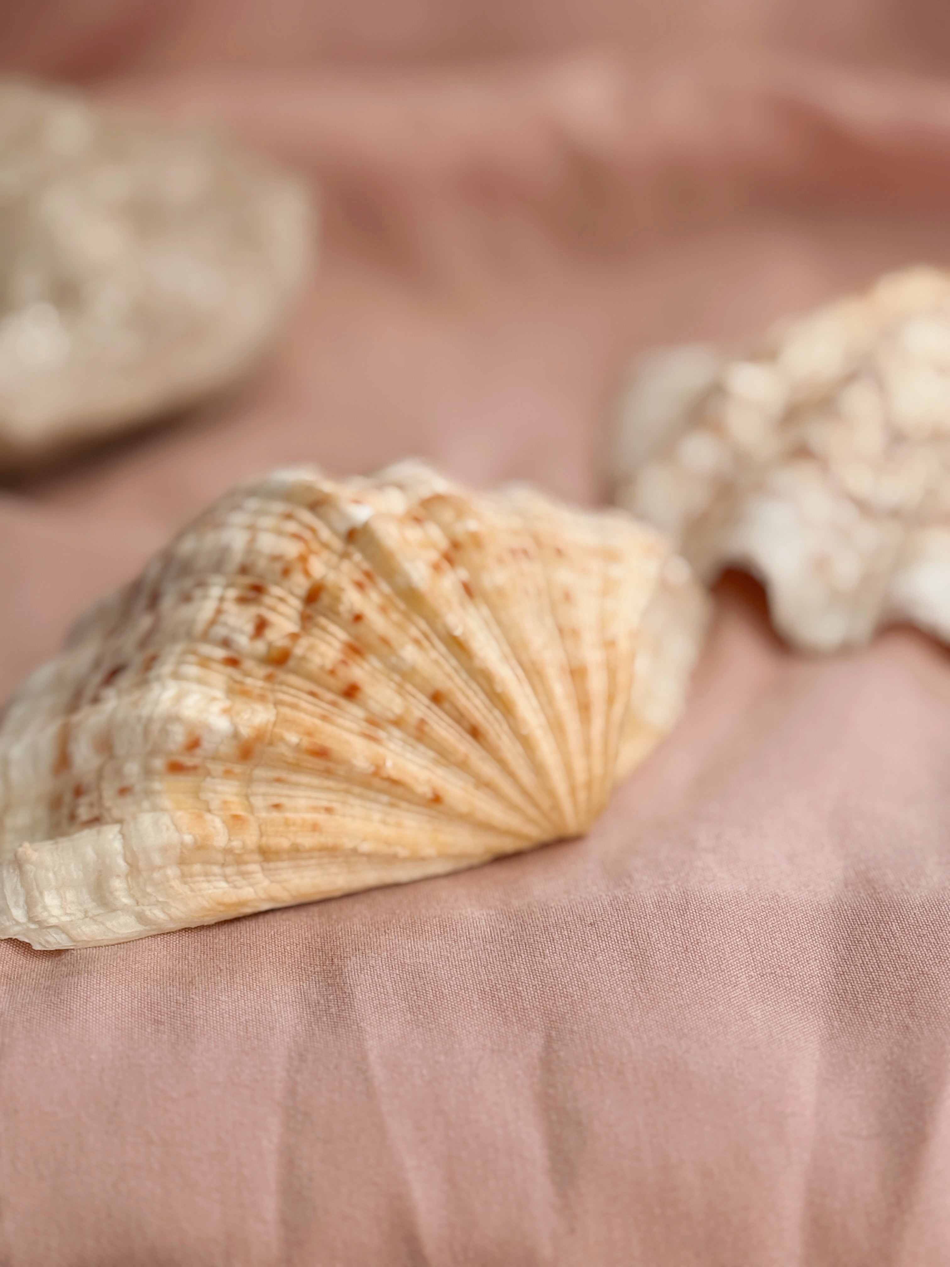 Vintage Clam Shell