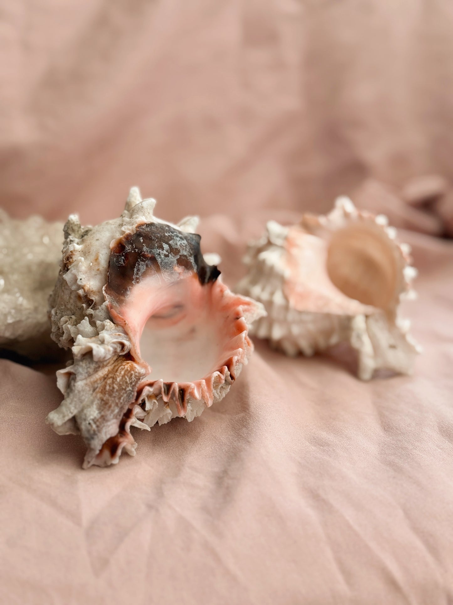 Vintage Murex Shells