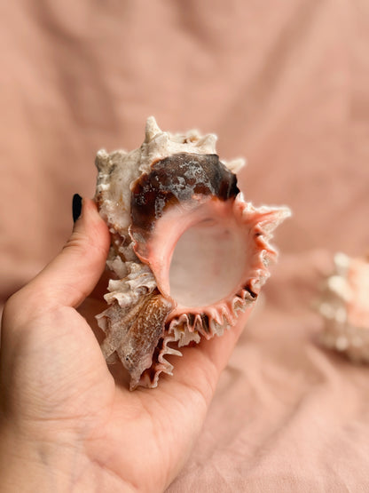 Vintage Murex Shells