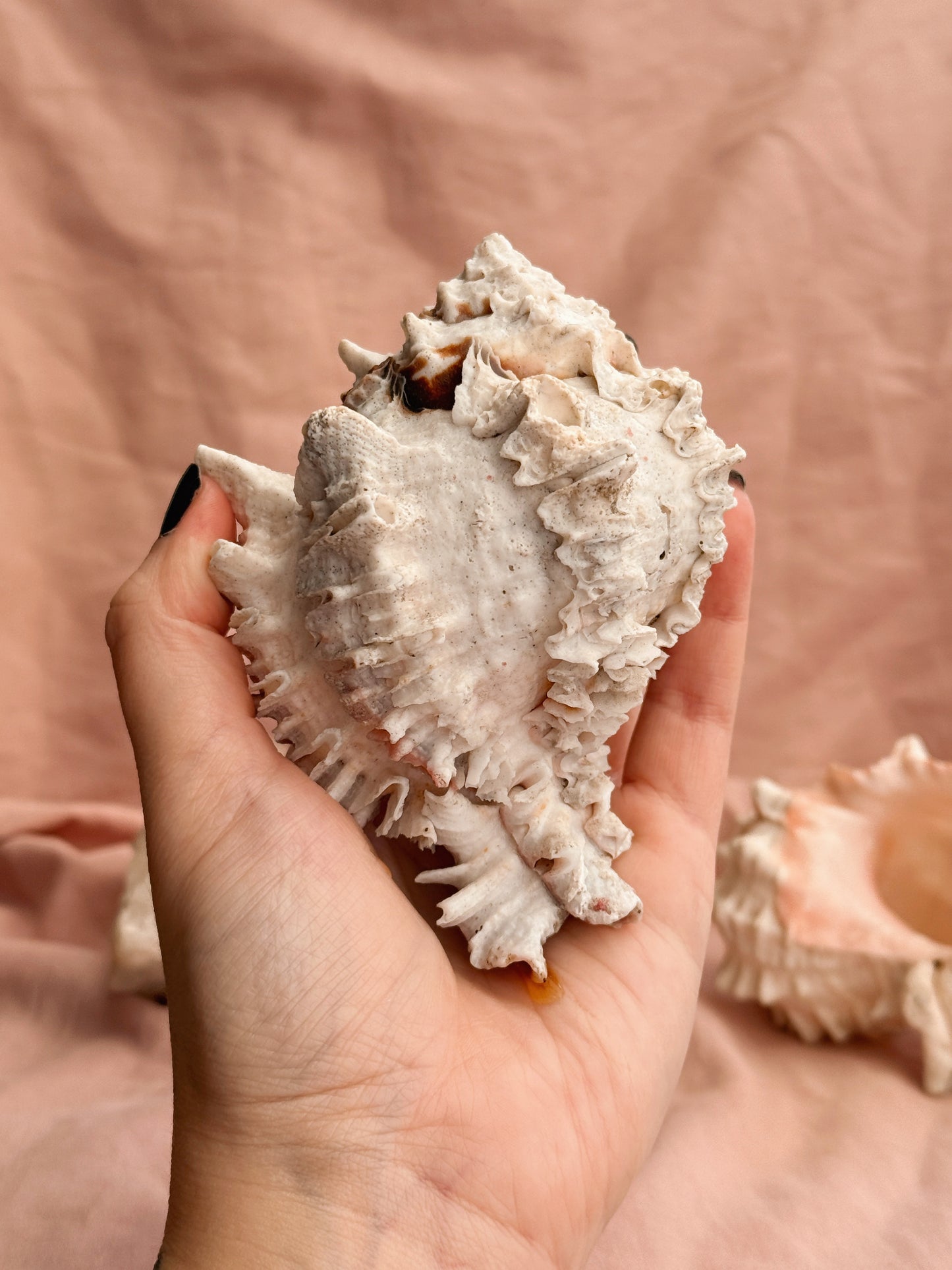 Vintage Murex Shells