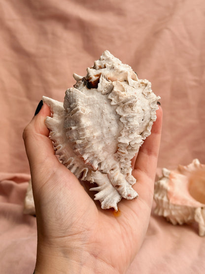 Vintage Murex Shells