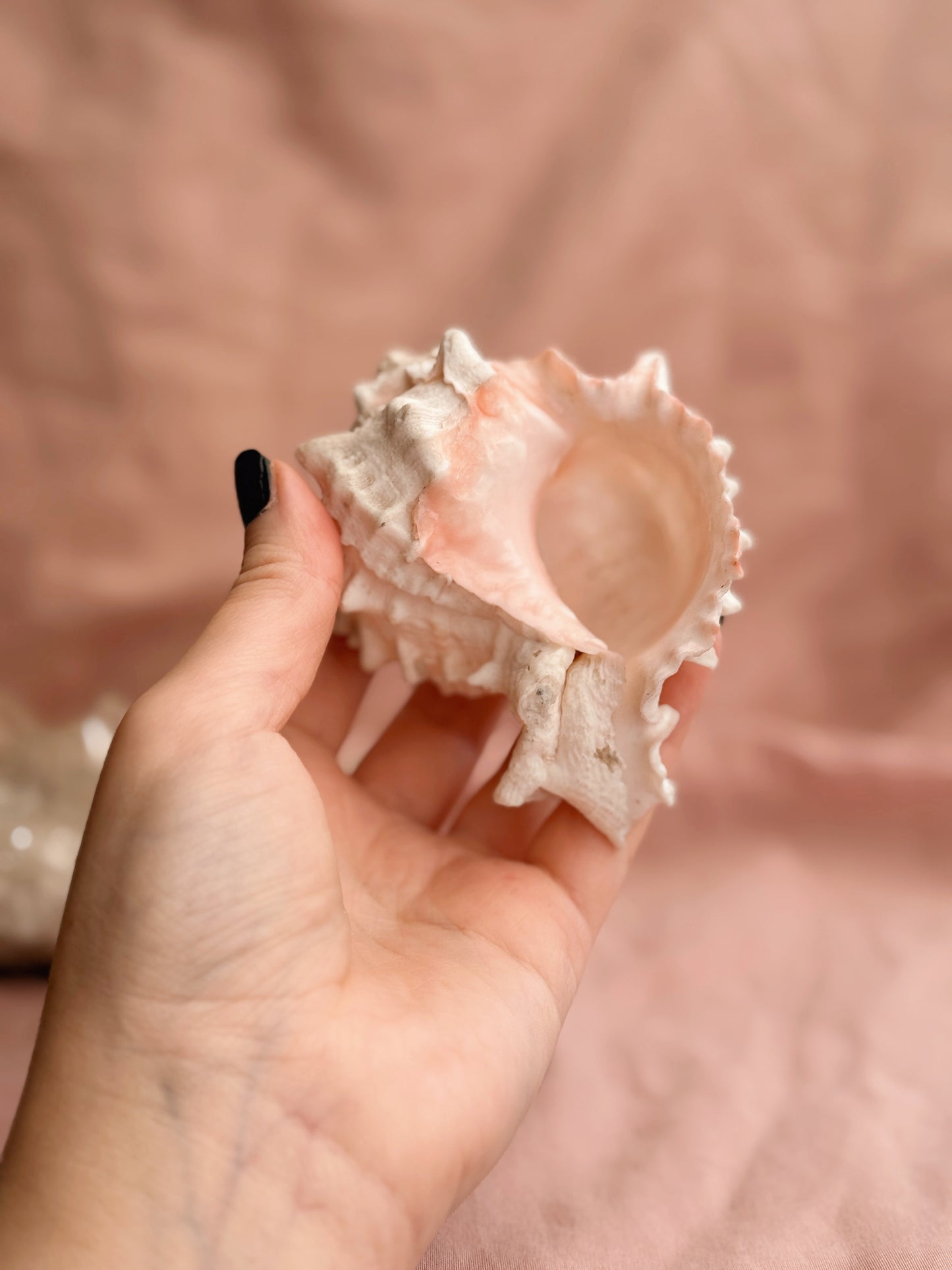 Vintage Murex Shells