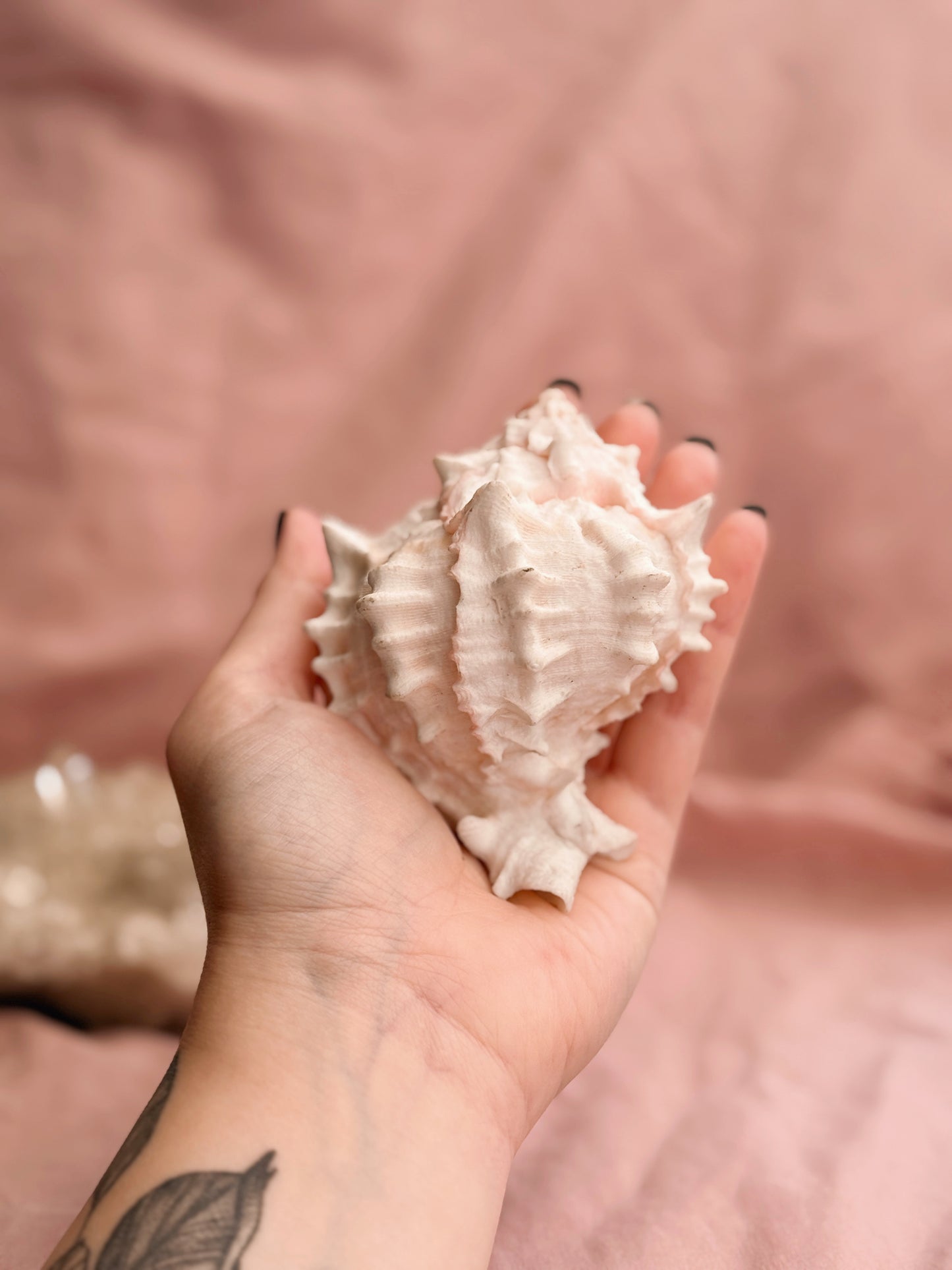 Vintage Murex Shells