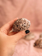Vintage Cowrie Shells