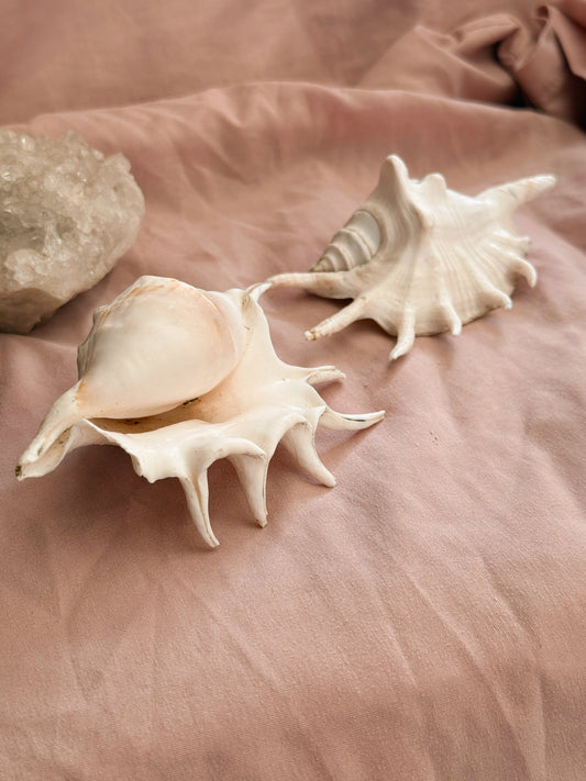 Vintage Spider Conch Shell